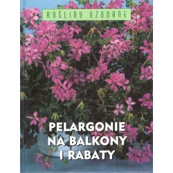 Pelargonie na balkony i rabaty Nie przegap